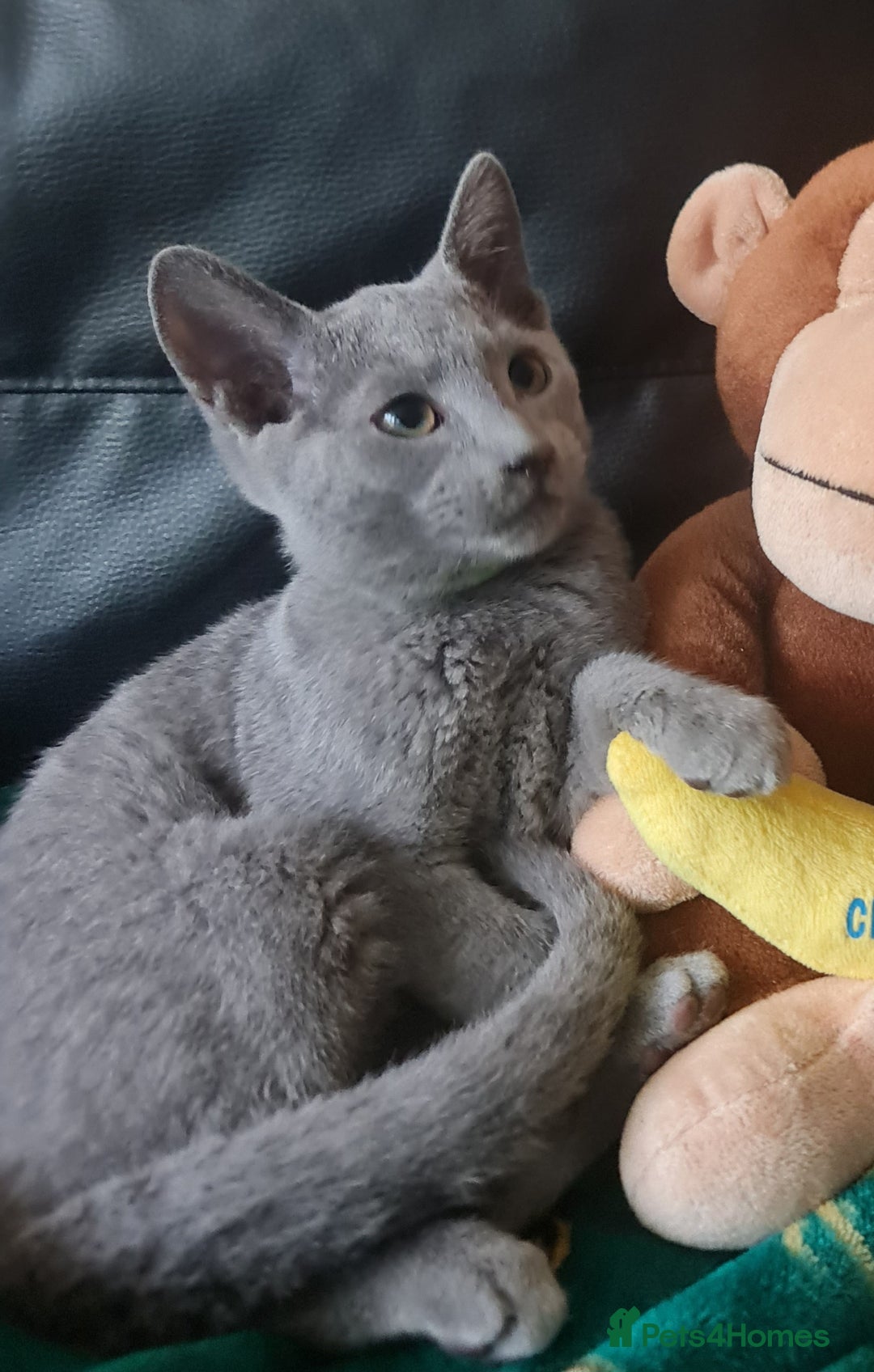 Russian Blue cats for sale: Stunning Russian Blue kittens-pure Pedigree - Advert 7