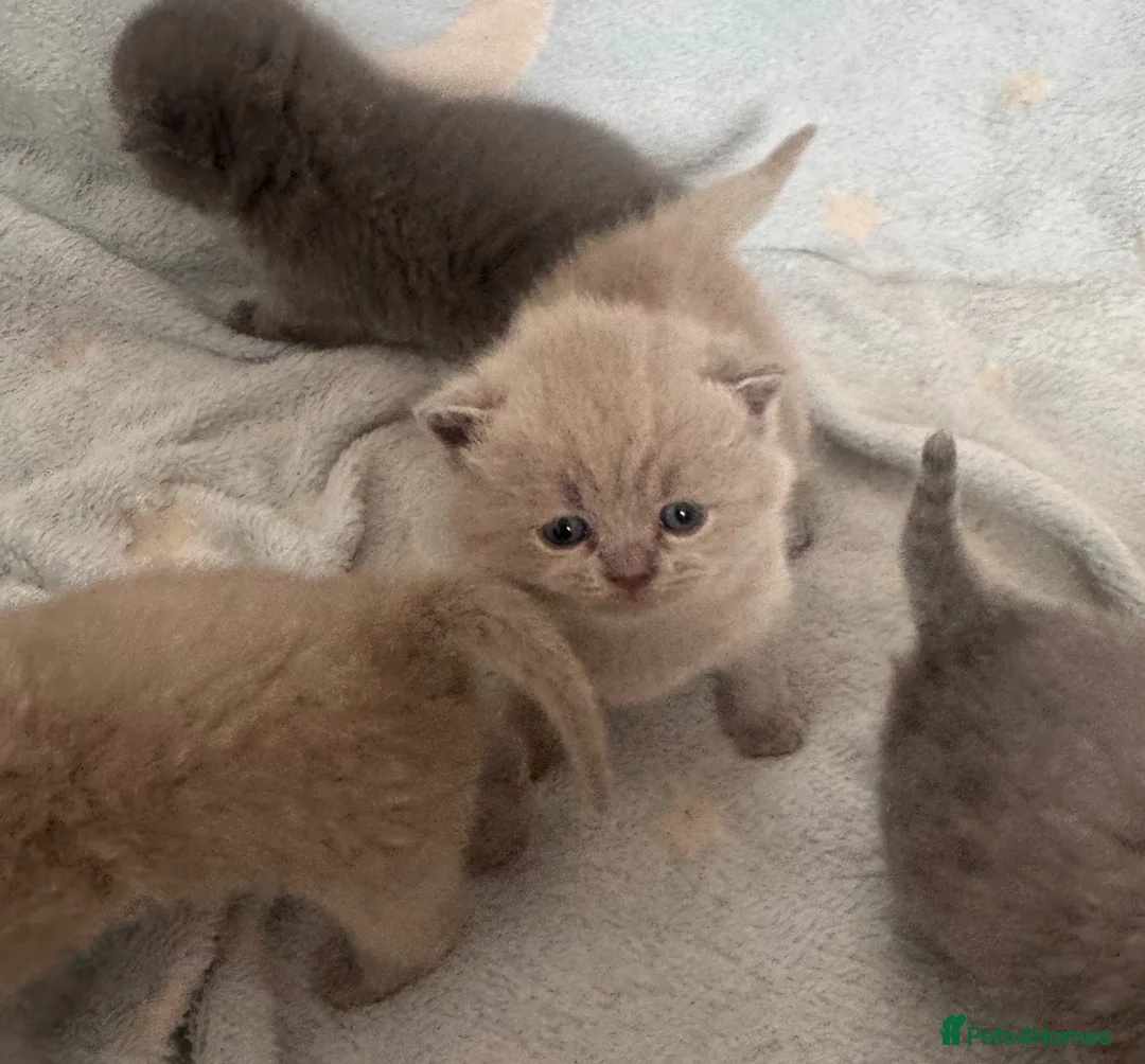 British Shorthair cats for sale: Lovely cute British blue kittens  in Abergavenny - Advert 8