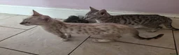 Mixed Breed cats for sale: savannah bengals - Advert 5