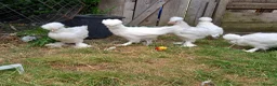 Chickens poultry for sale: Sultan chickens for sale in Stockton-on-Tees - Advert 2