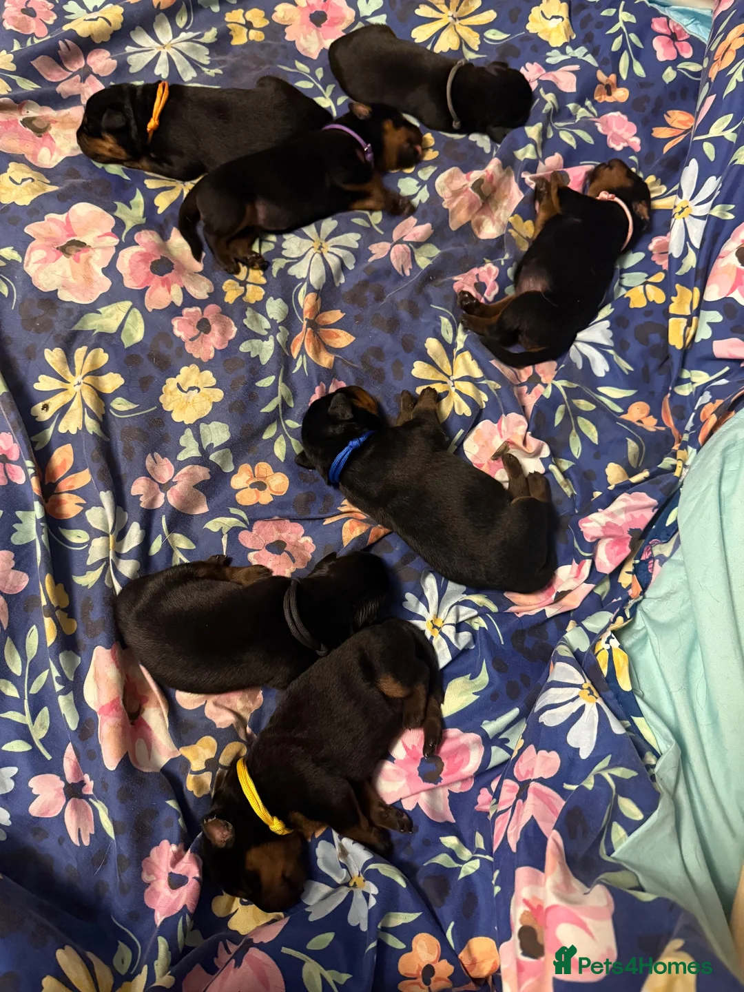 Rottweiler dogs for sale: Stunning Rottweiler pups in Clacton-on-Sea - Advert 15