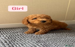 Cockapoo dogs for sale: 6 stunning cockapoo puppies  - Image 14
