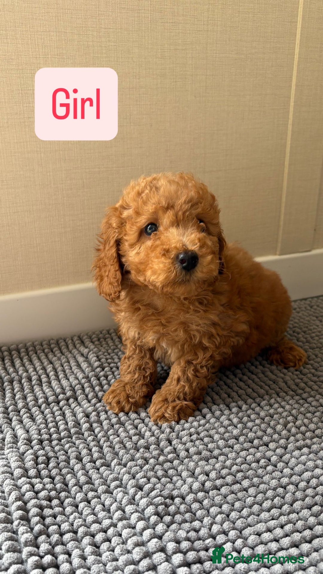 Cockapoo dogs for sale: 6 stunning cockapoo puppies  - Image 14