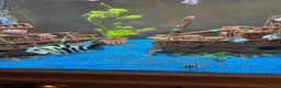 Cichlids fish for sale: XL polar parrot cichlids in Ebbw Vale - Advert 2
