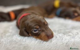 Dachshund dogs for sale: Dacshund puppies - Image 5