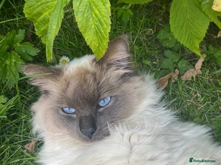 Ragdoll cats in Preston - Advert 28