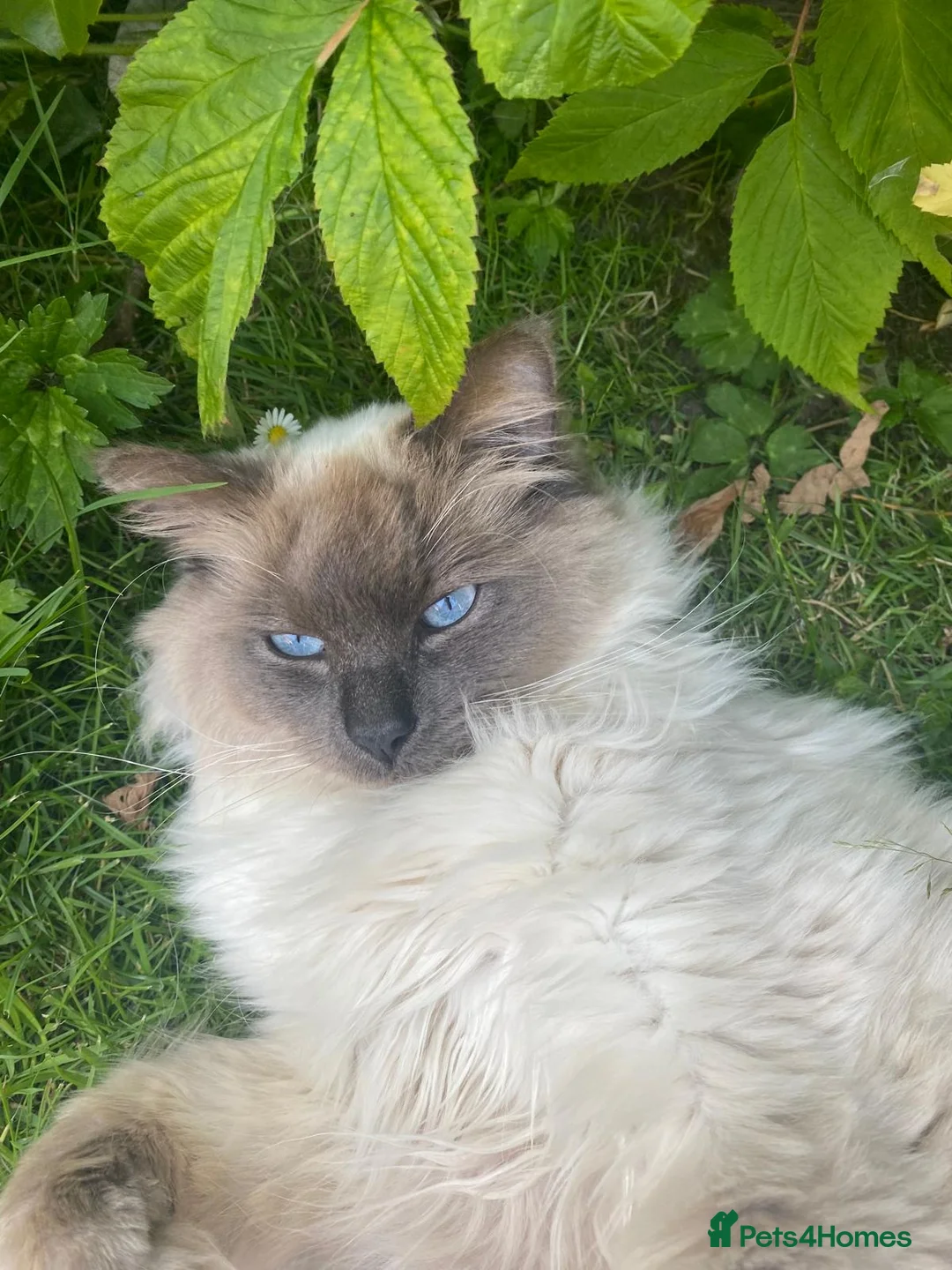 Ragdoll cats for stud: Gizmo in Preston - Advert 1
