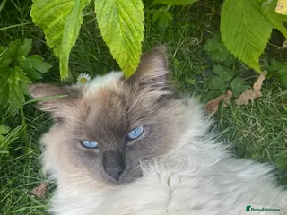 Ragdoll cats Gizmo in Preston - Advert 6