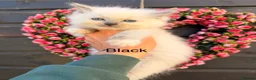 Ragdoll cats for sale: 4 Female Purebred Blue Point & Blue Mitted Ragdoll - Advert 2