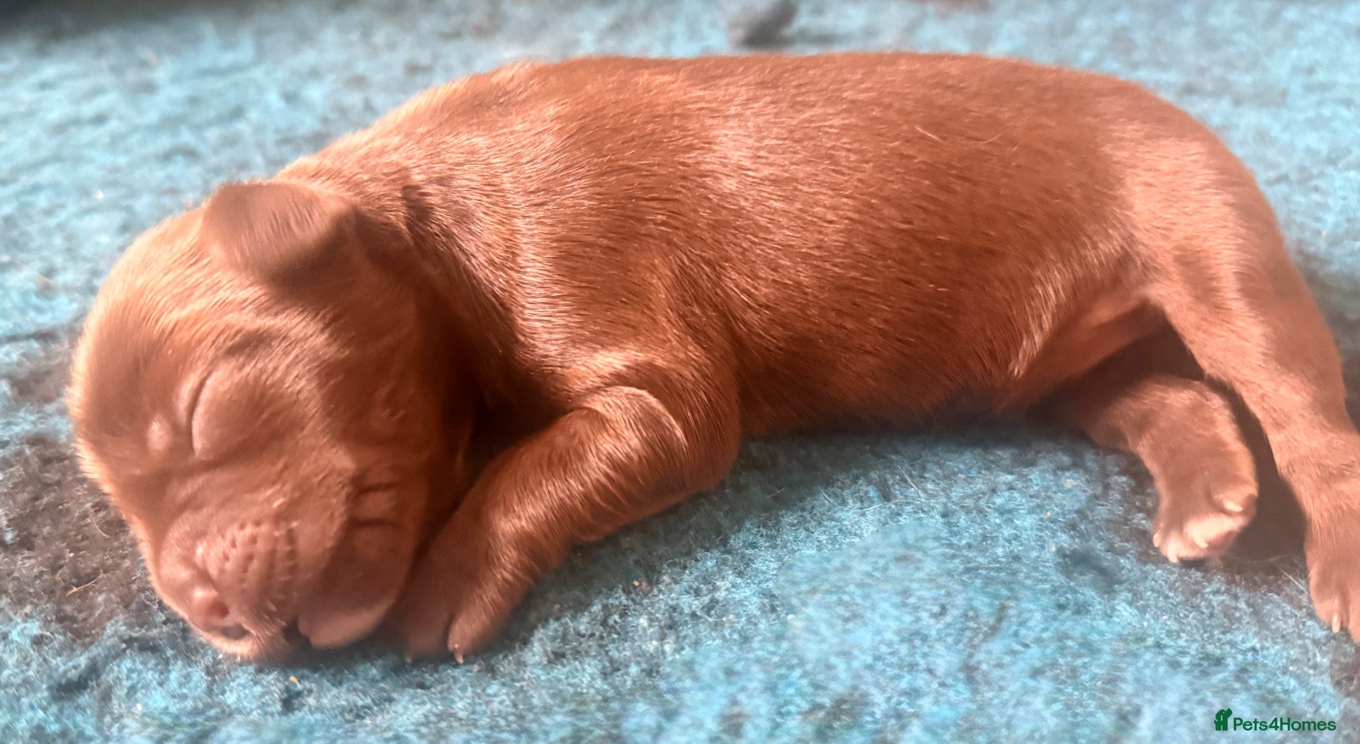 Australian Labradoodle dogs     🐾 Adorable Australian Labradoodle Puppies  - Advert 1