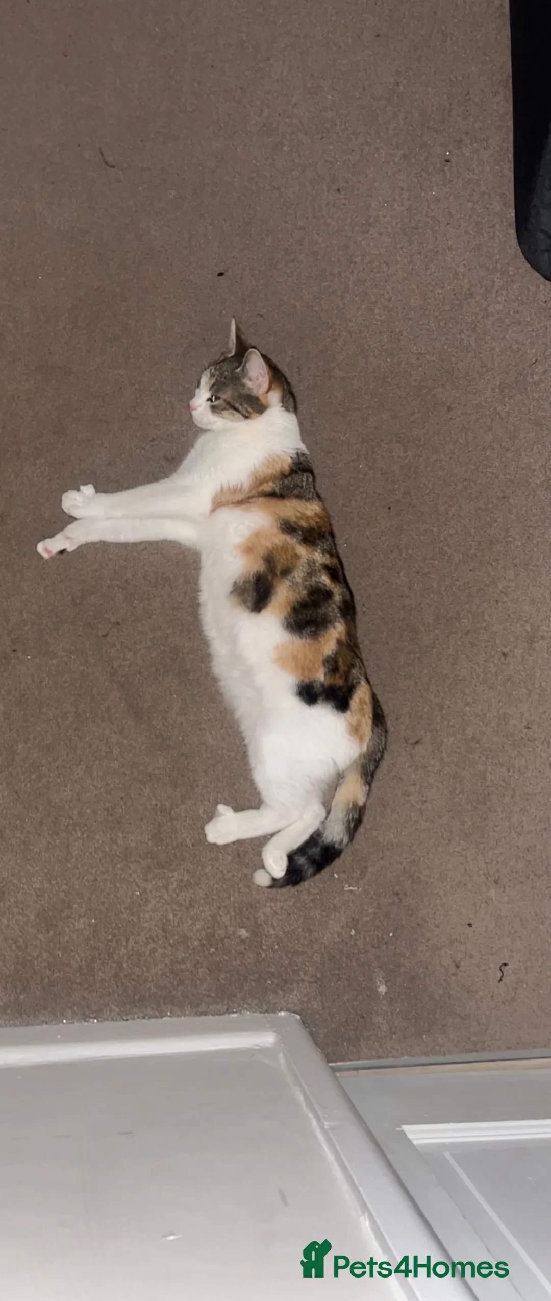 Mixed Breed cats for sale: 2 FEMALE KITTENS in Llanrwst - Advert 1