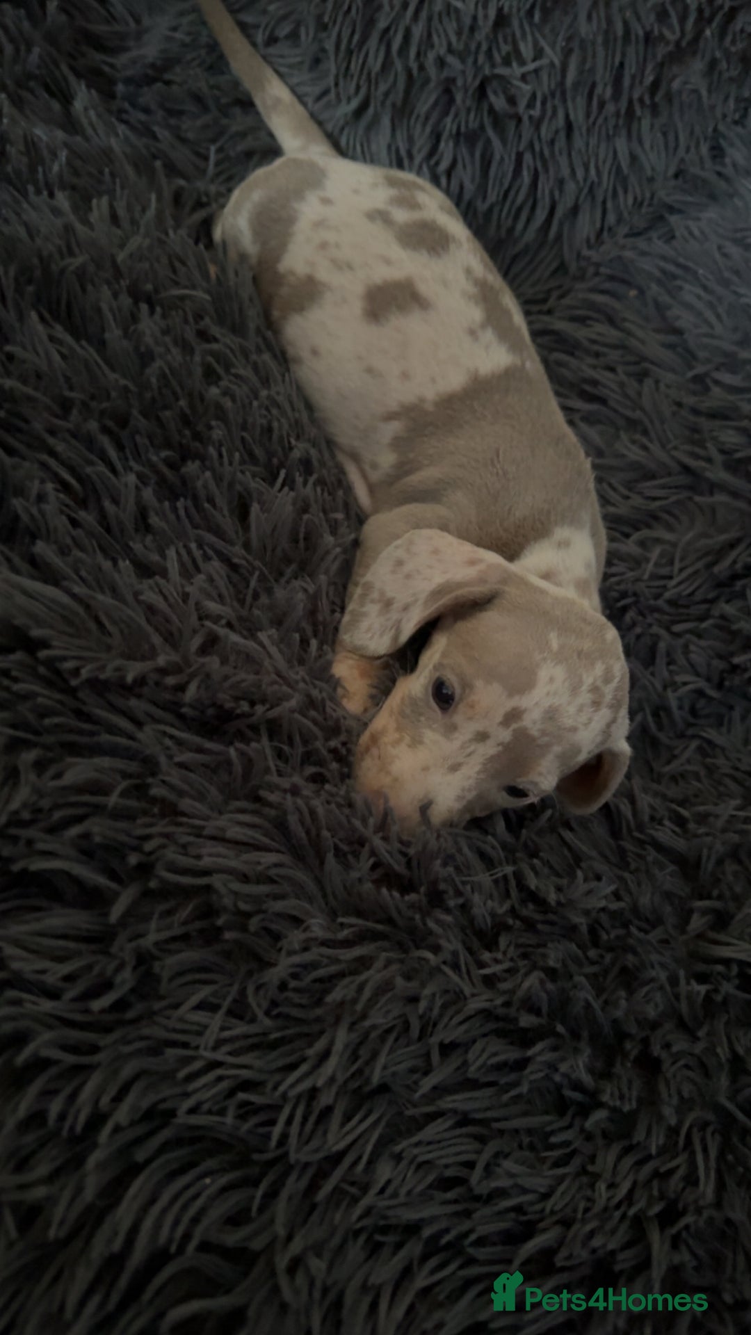 Miniature Dachshund dogs for sale: Izzabella mini dashaunds  - Image 5