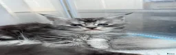 Maine Coon cats for sale: 🌟🌟 Amazing Kittens Maine Coon 🌟🌟 - Advert 6