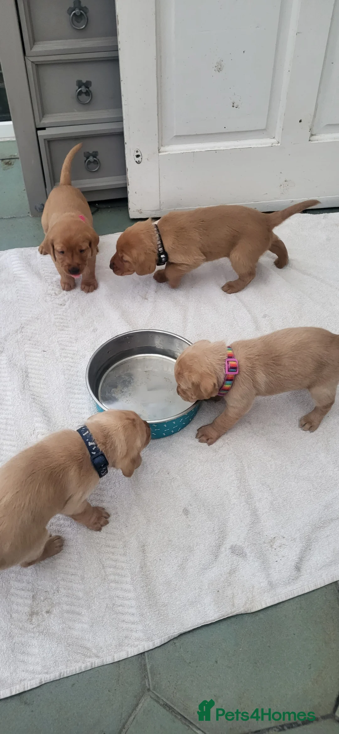 Labrador Retriever dogs for sale: Labrador fox red and golden puppy - Advert 7