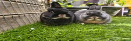Netherland Dwarf rabbits for sale: 3 Netherlands dwarfs  - Advert 3