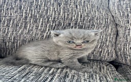 Scottish Fold cats for sale: Beautiful TICA reg Scottish Fold/Straight Kittens  - Image 2