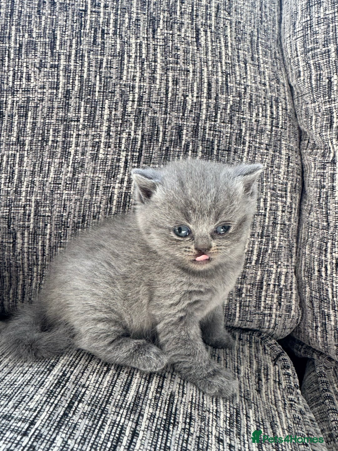 Scottish Fold cats for sale: Beautiful TICA reg Scottish Fold/Straight Kittens  - Image 2