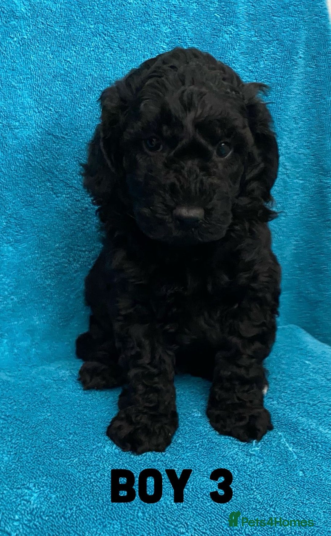 Goldendoodle dogs for sale: Miniature Golden Doodle pups - Image 13