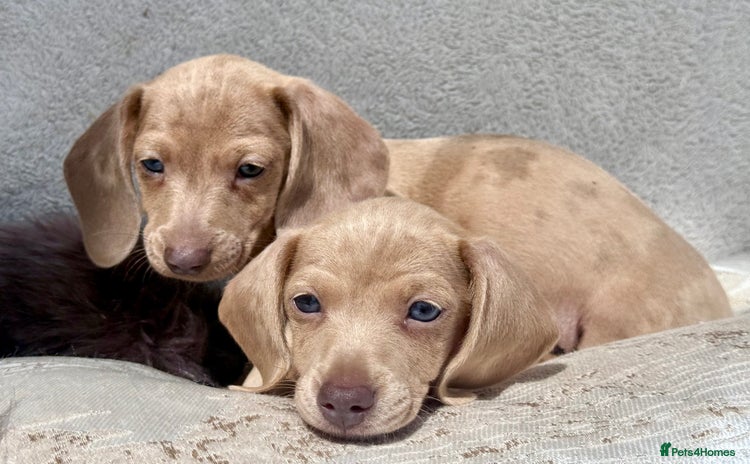 Miniature Dachshund dogs - Advert 13