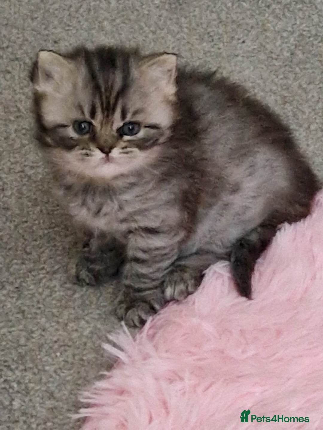 British Longhair cats for sale: Gorgeous British Longhair Girl – Ready Now - Advert 11