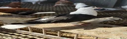 Pigeons birds for sale: Pigeons - Advert 7