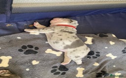 English Bulldog dogs for sale: New English bull dogs  - Image 3