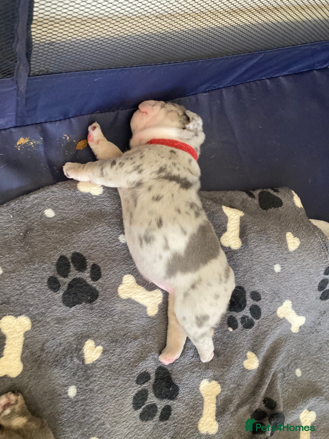 English Bulldog dogs for sale: New English bull dogs  - Image 3