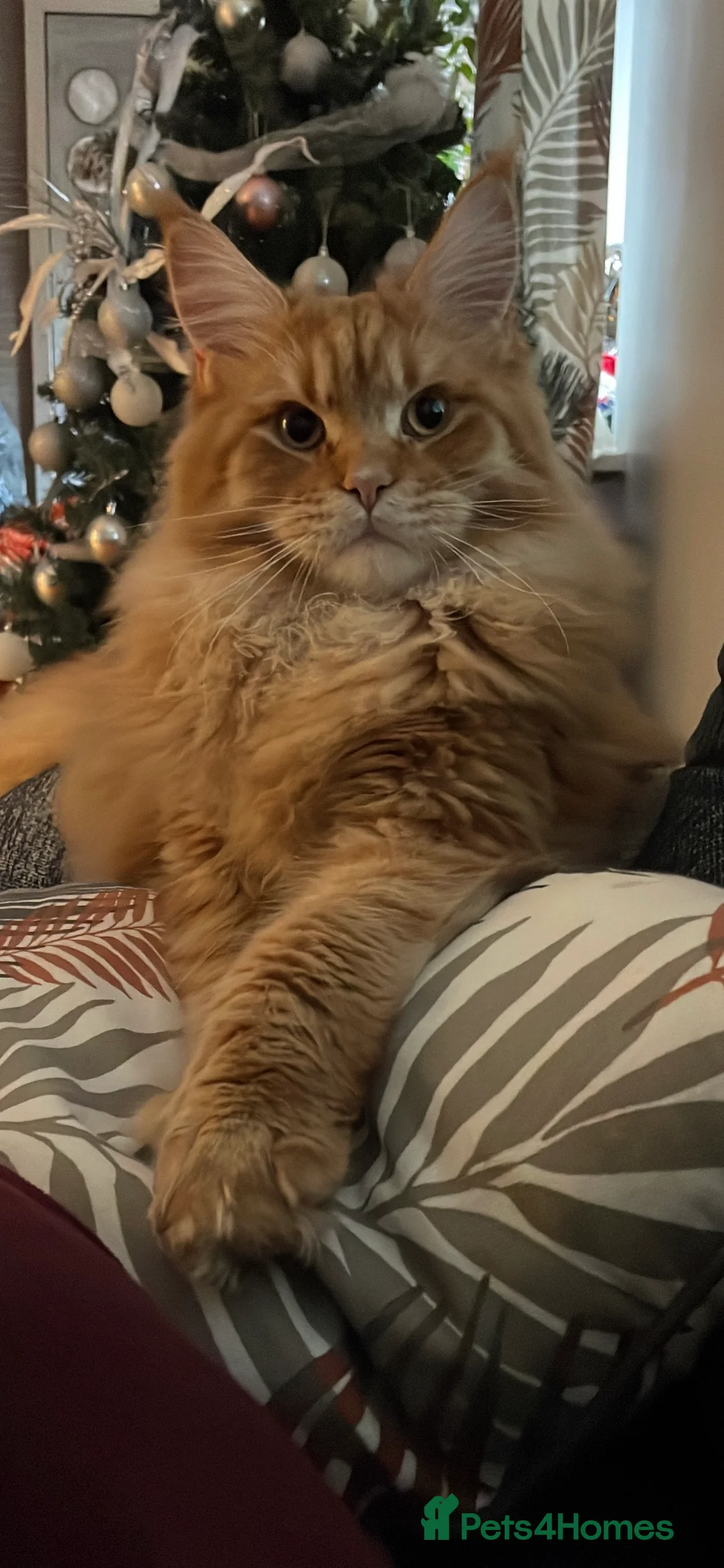 Maine Coon cats for stud: Maine coon available stud duties only xxl in Rochdale - Advert 8