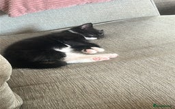 Mixed Breed cats for sale: 3 Male kittens  - Image 1
