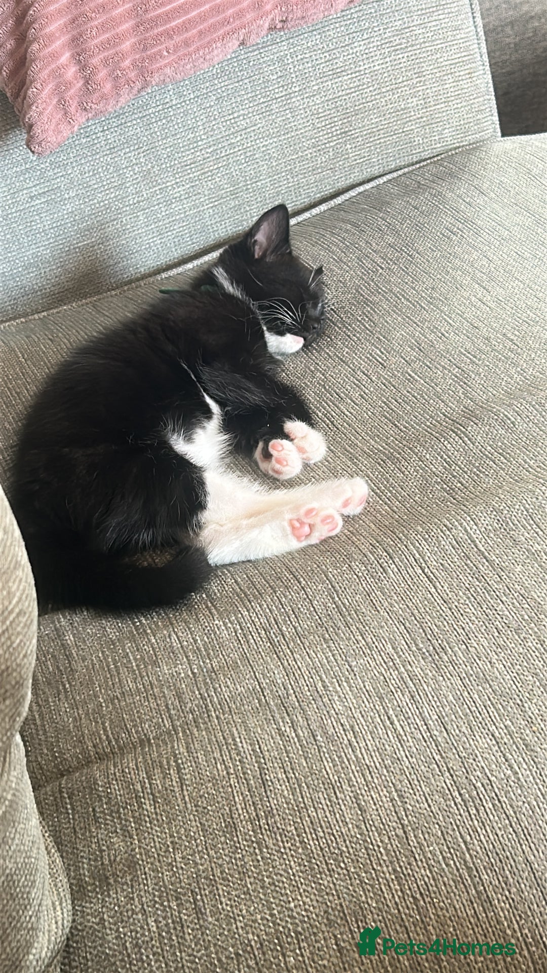 Mixed Breed cats for sale: 3 Male kittens  - Image 1