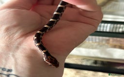 Corn Snake reptiles for sale: Tessera het lavender cornsnakes - Image 9