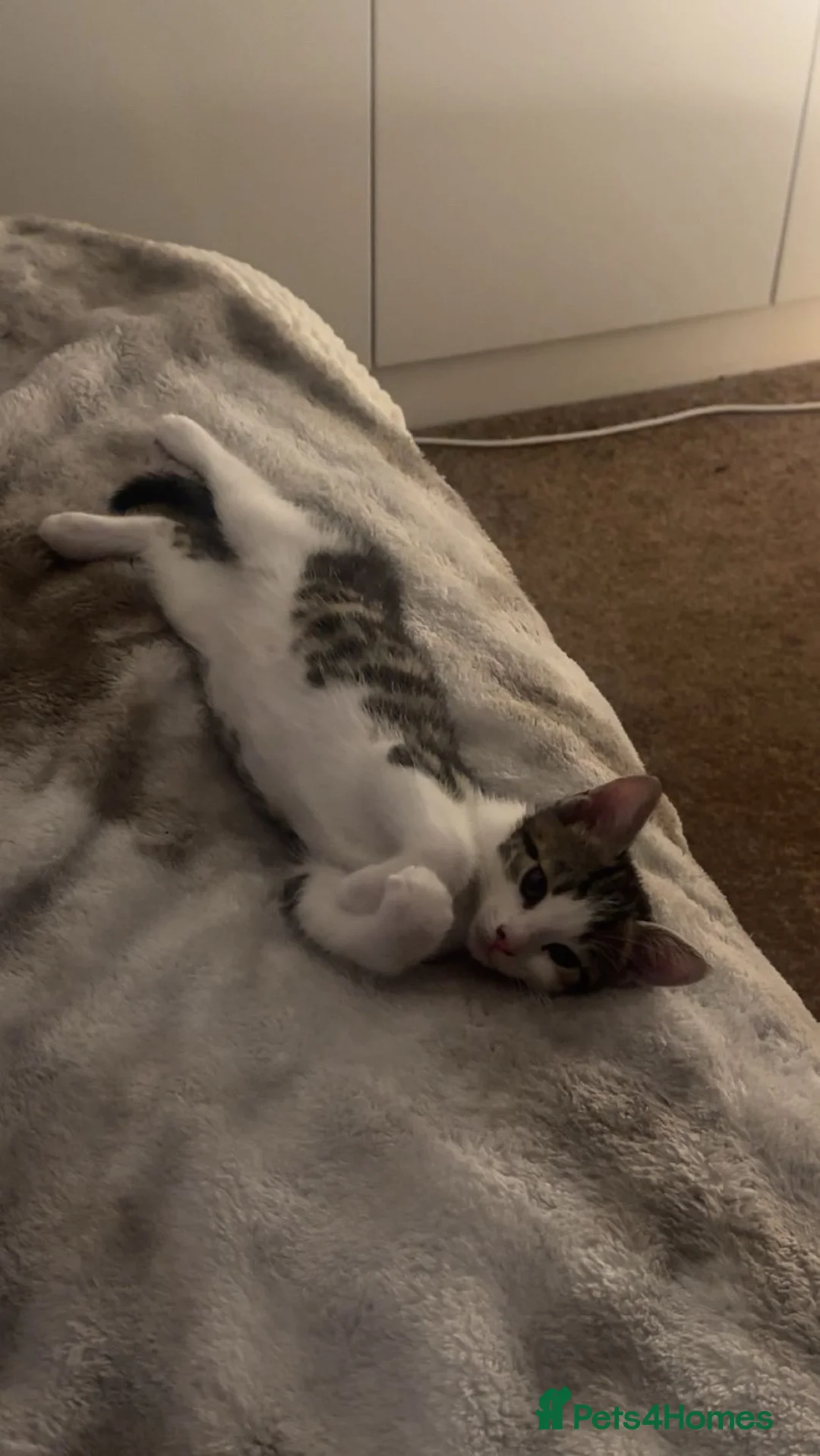 Mixed Breed cats for sale: Adorable Male & Female Kittens - Advert 1