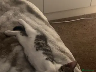 Mixed Breed cats Adorable Male & Female Kittens - Advert 10