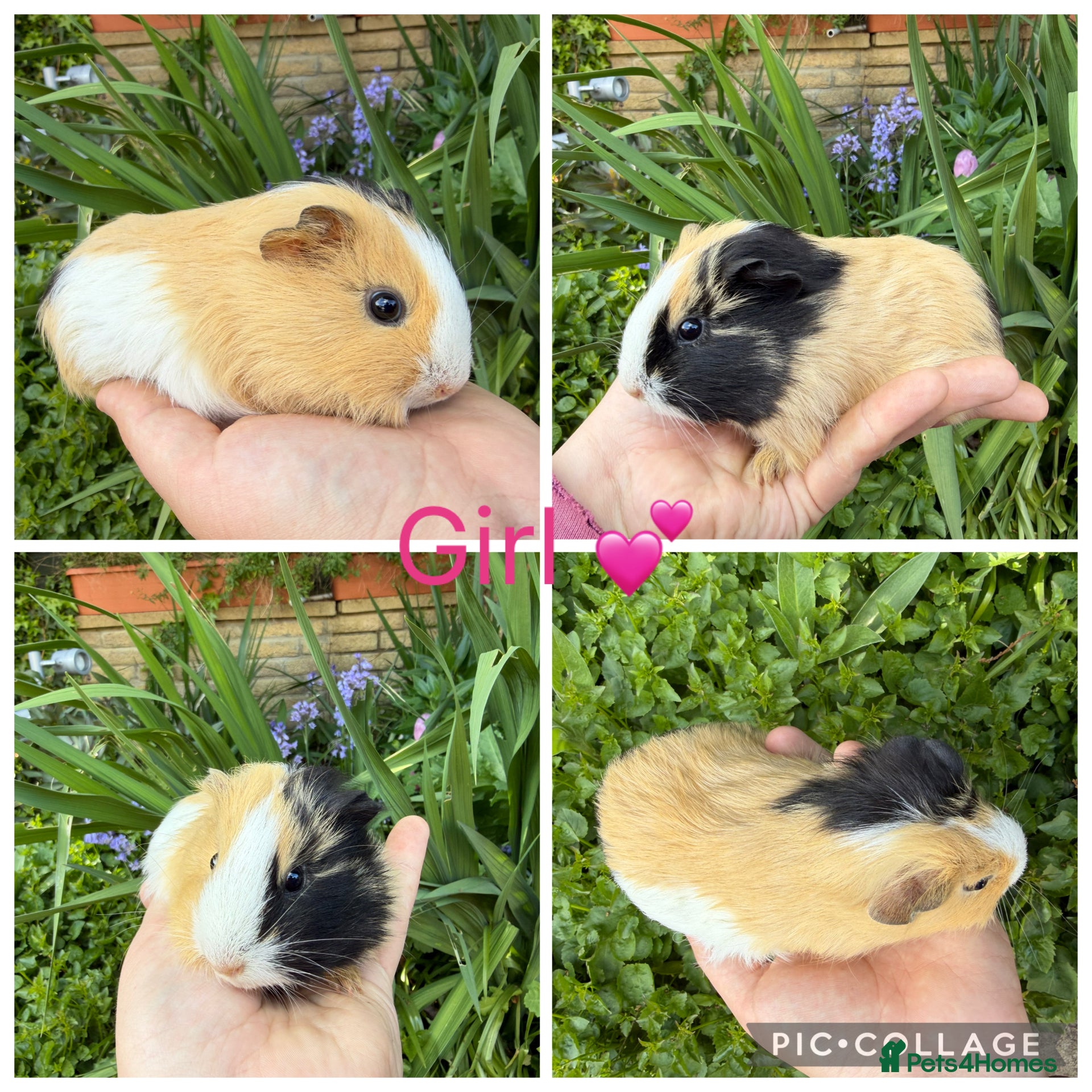 Guinea Pig rodents 6 Female, 3 male guinea pigs for new homes  - Advert 1