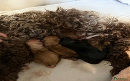 Cockapoo dogs for sale: Daisy - Image 3
