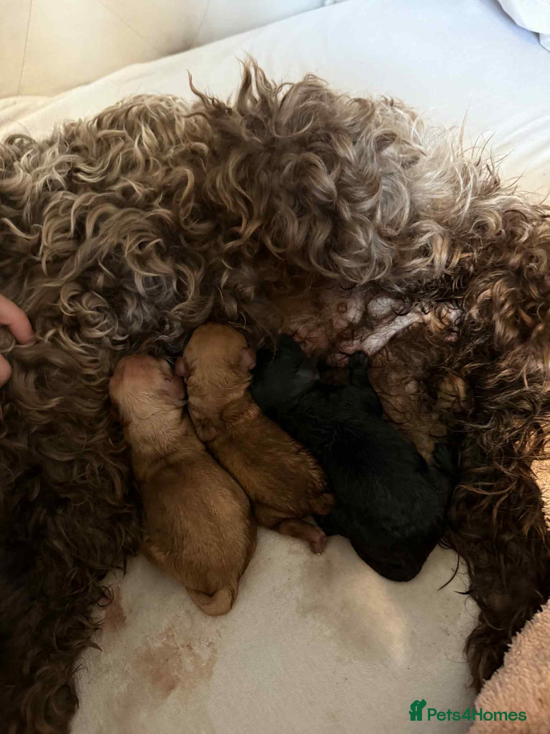 Cockapoo dogs for sale: Daisy - Image 3