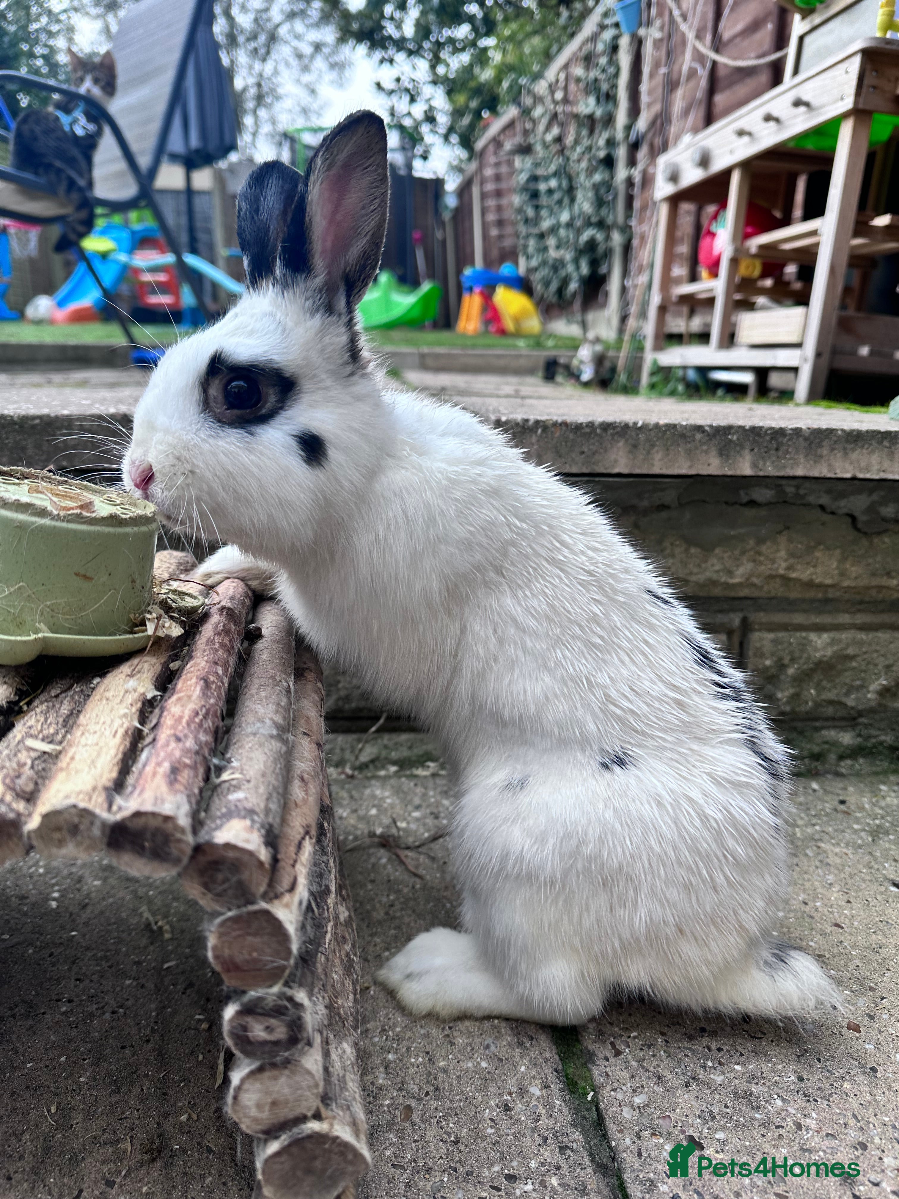 Mixed Breed rabbits 7 bunnies  - Advert 7