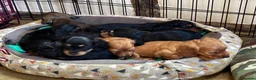 Miniature Dachshund dogs for sale: Brothers & sisters  to Crufts Best Puppy Dog 2025 - Advert 12