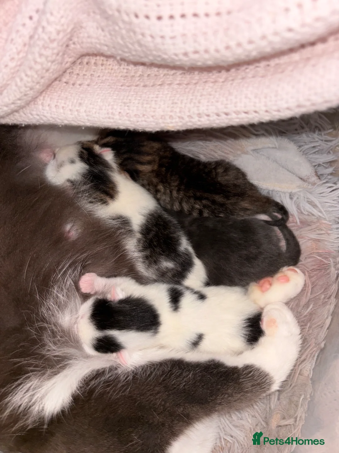 Mixed Breed cats for sale: Kittens  - Advert 6