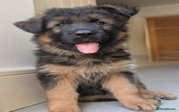German Shepherd dogs for sale: Gorgeous and healthy German Shepherds Puppies - Image 11