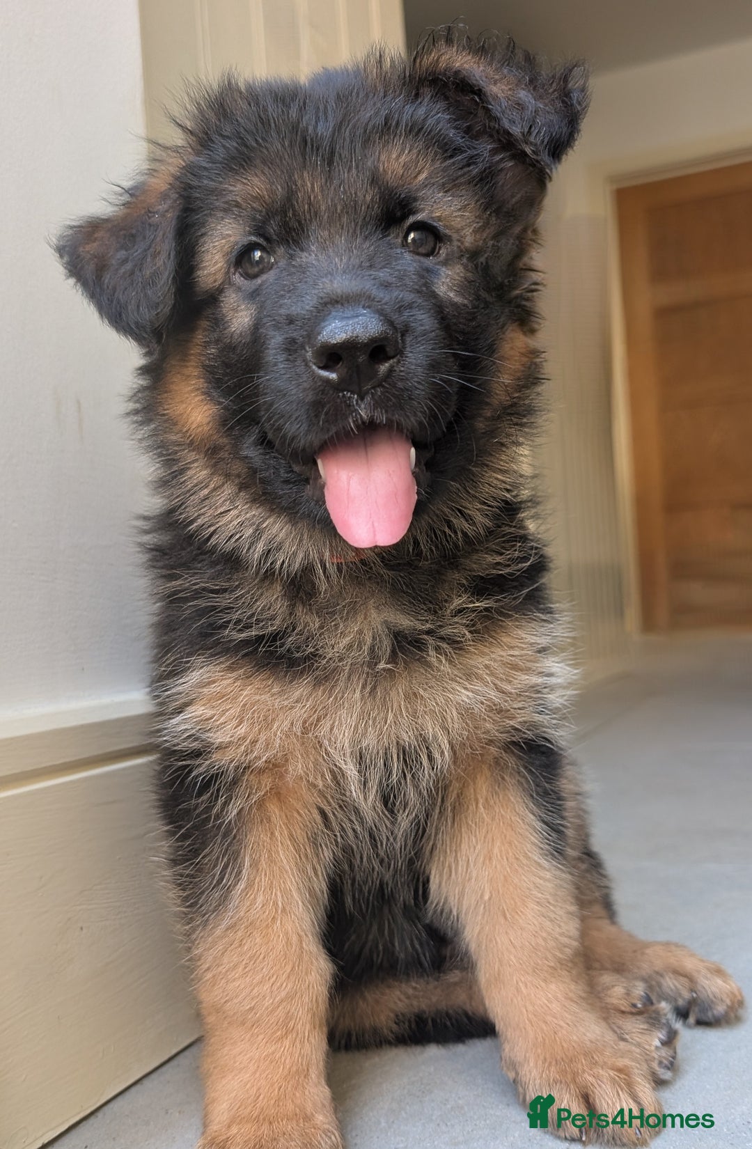 German Shepherd dogs for sale: Gorgeous and healthy German Shepherds Puppies - Image 11