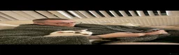 Domestic Shorthair cats for sale: 🐾 Meet Enzo – Your Future Best Friend 🐾 - Advert 5