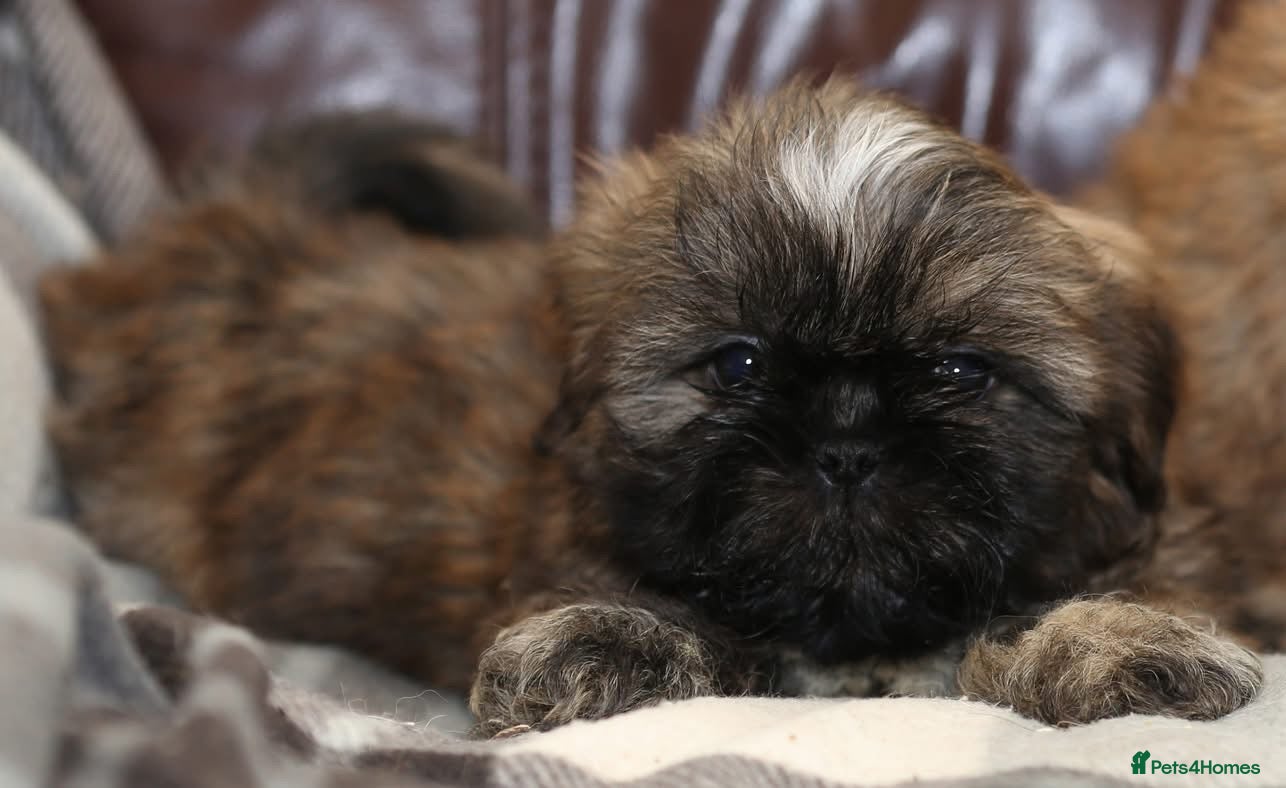 Shih Tzu dogs Outstanding Shih Tzu boys  - Advert 8