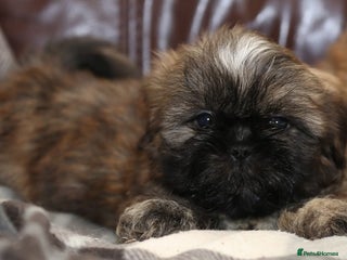 Shih Tzu dogs Outstanding Shih Tzu boys - Advert 1