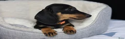 Dachshund dogs for sale: KC Registered Dachshund Puppies  - Advert 2