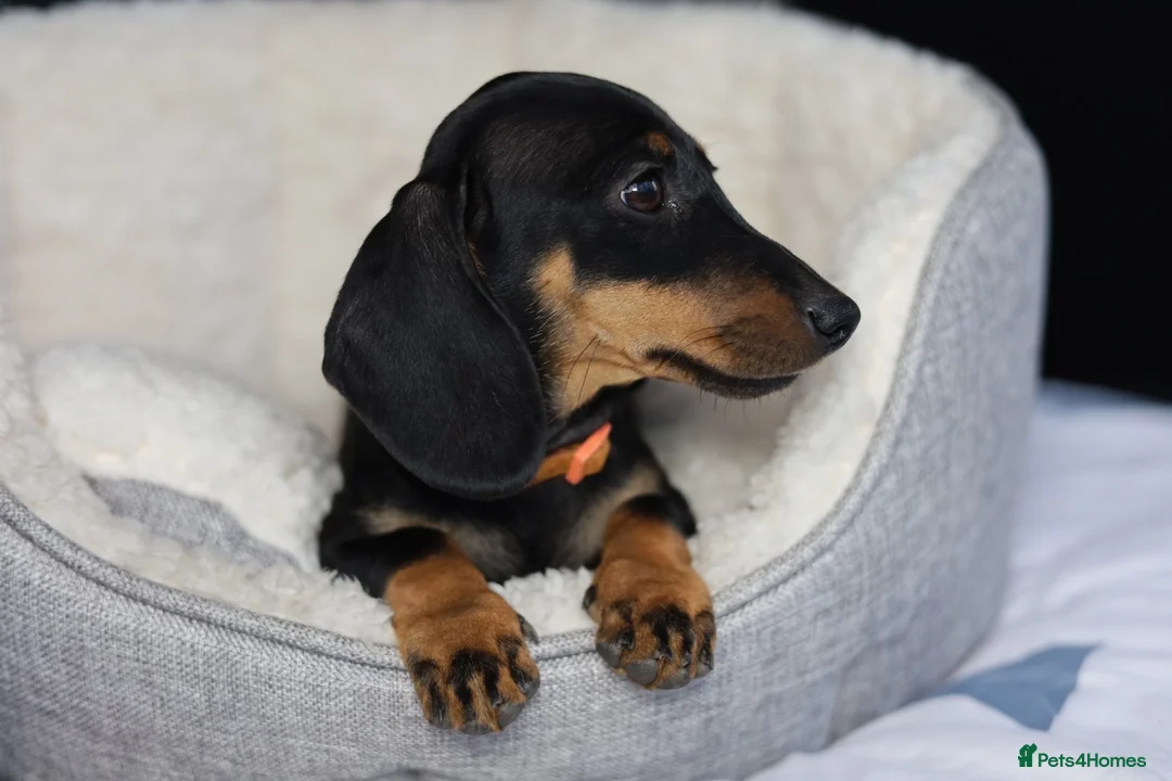 Dachshund dogs for sale: KC Registered Dachshund Puppies  - Advert 2