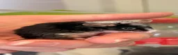 Mouse rodents for sale: Baby female fancy mice  - Advert 7