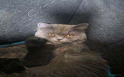 Persian cats for sale: 2 Persian boys. Colour is mixed dark grey/black - Image 1