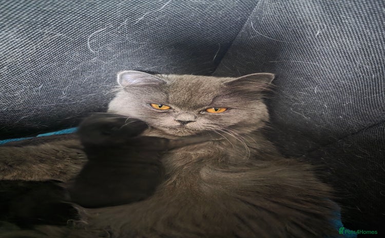 Persian cats - Advert 1
