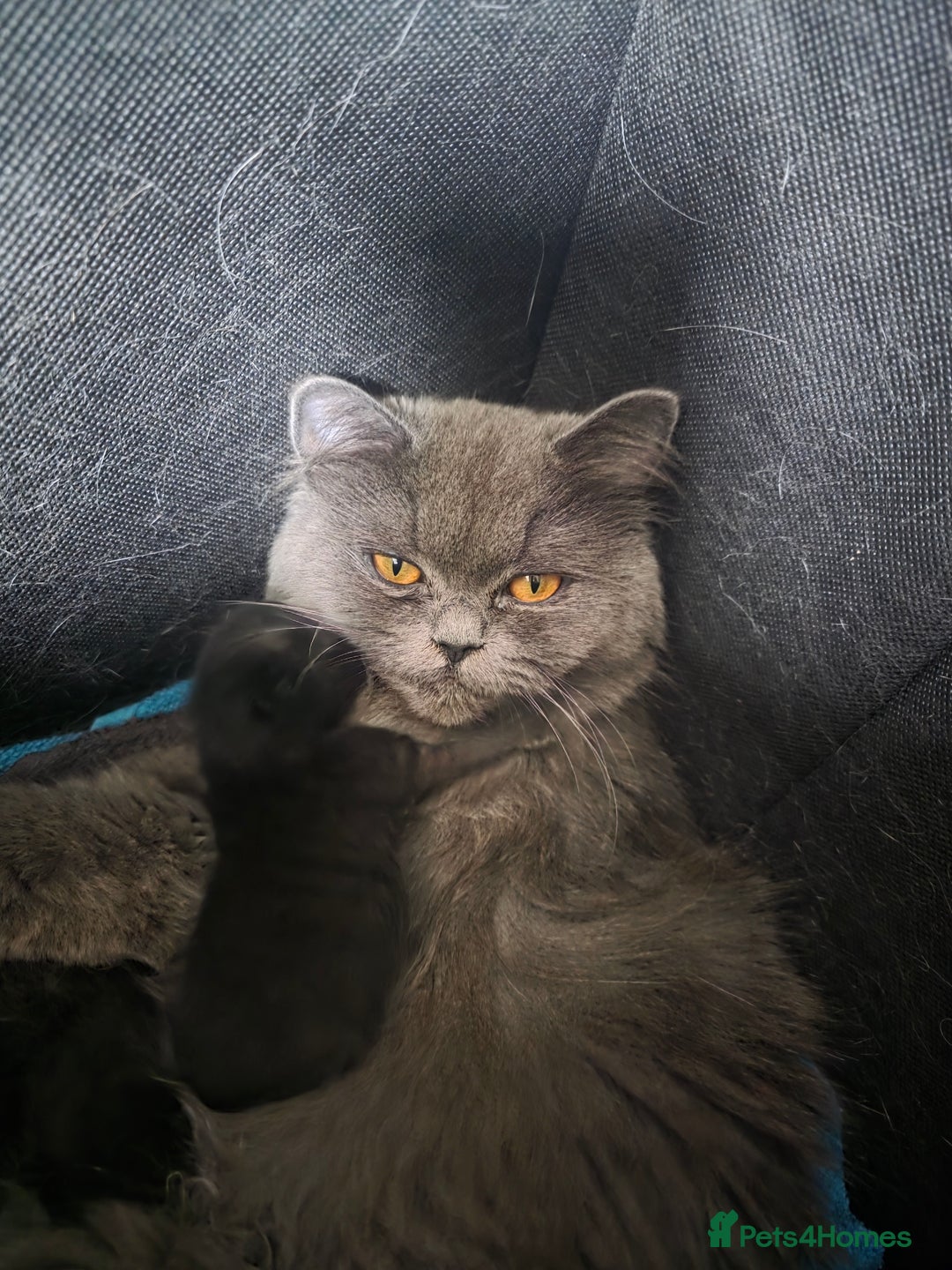 Persian cats for sale: 2 Persian boys. Colour is mixed dark grey/black - Image 1